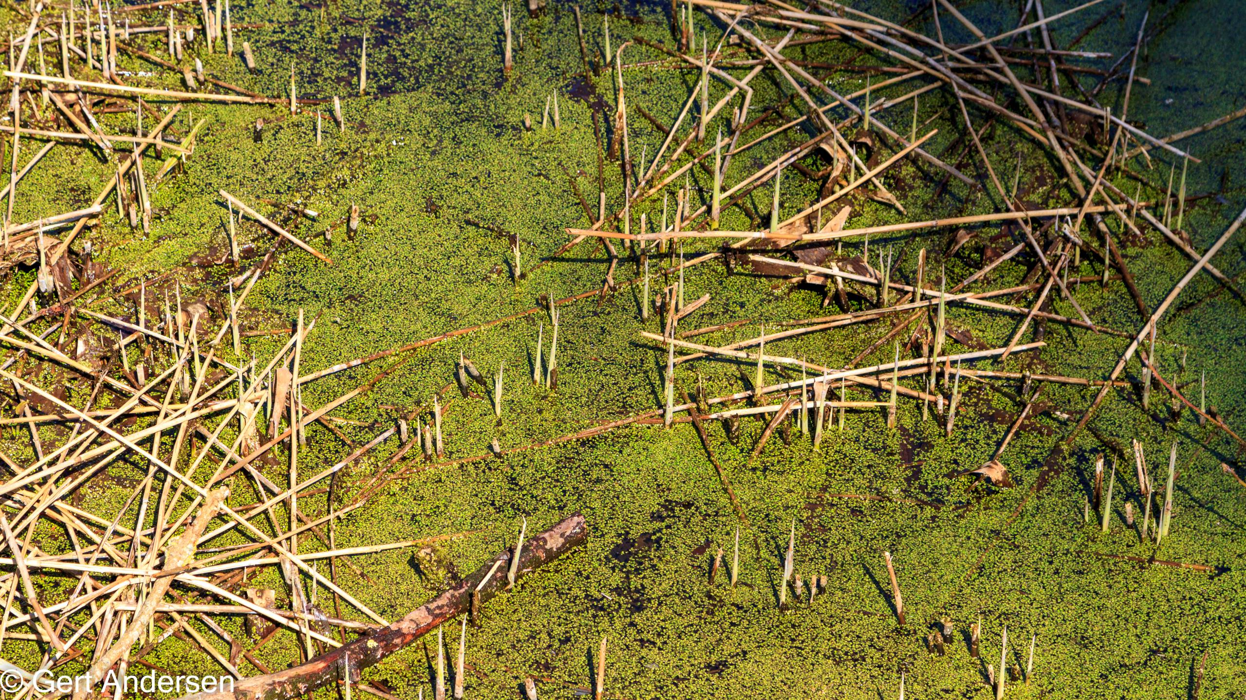 Lyngby Sø (13 of 37) compressed